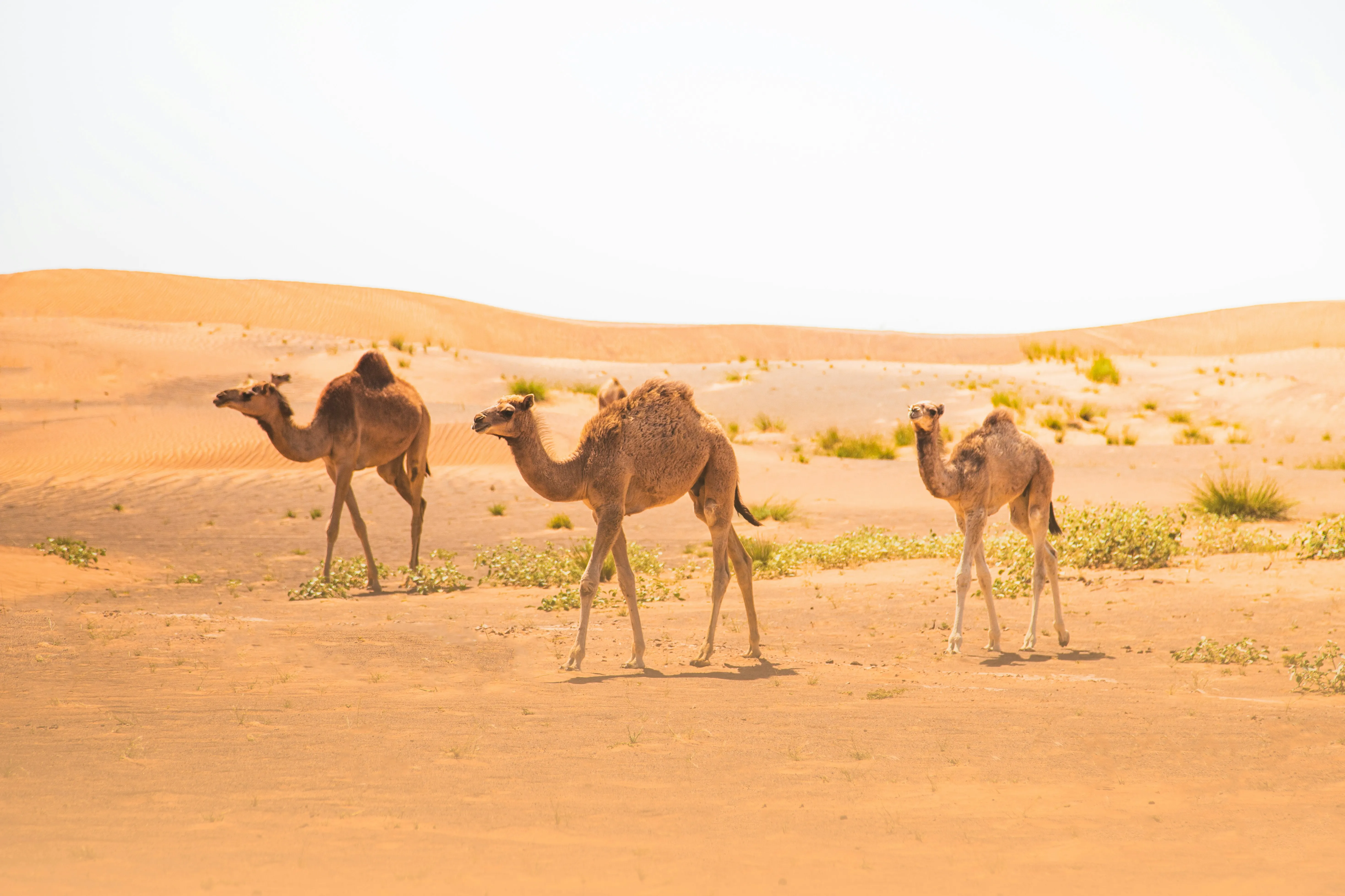 Desert Safari with BBQ Dinner