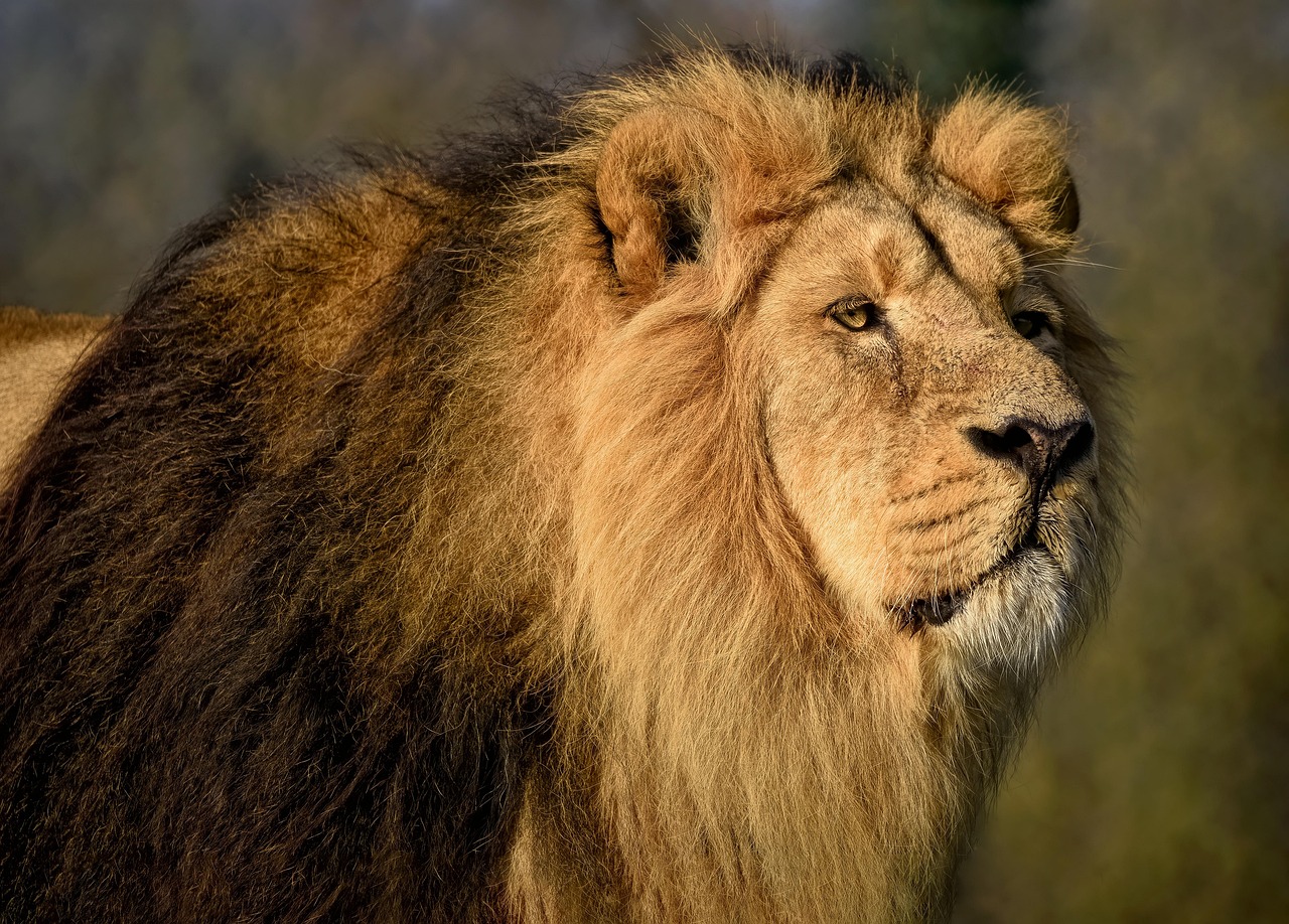 Gir Lions