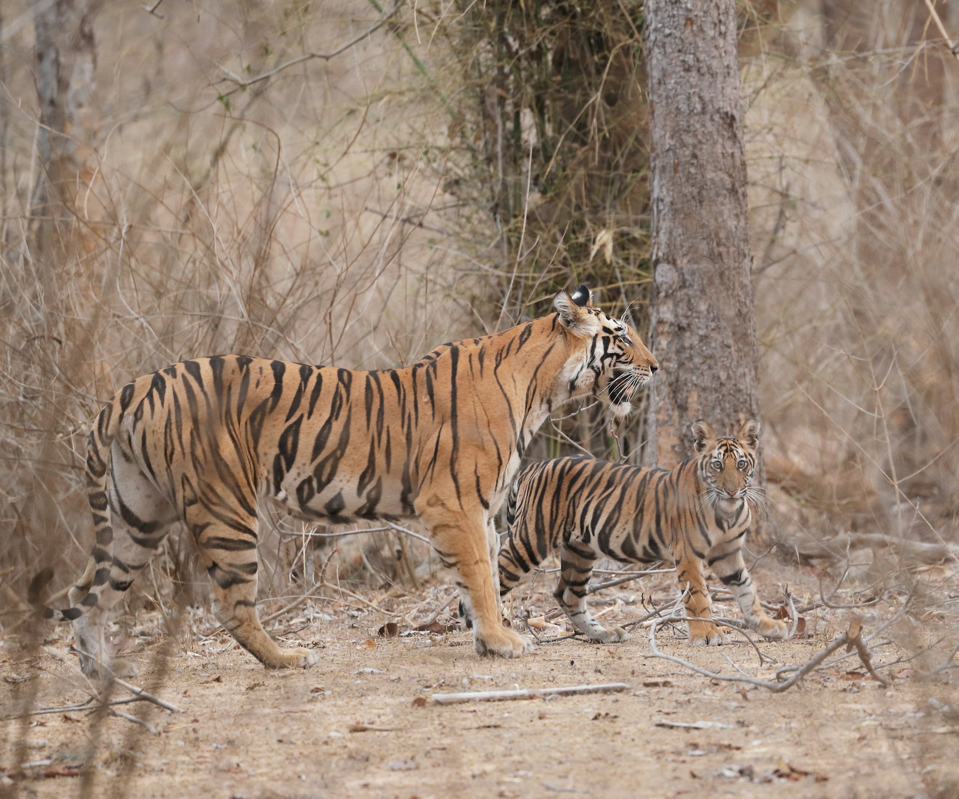 Bandhavgarh & Kanha