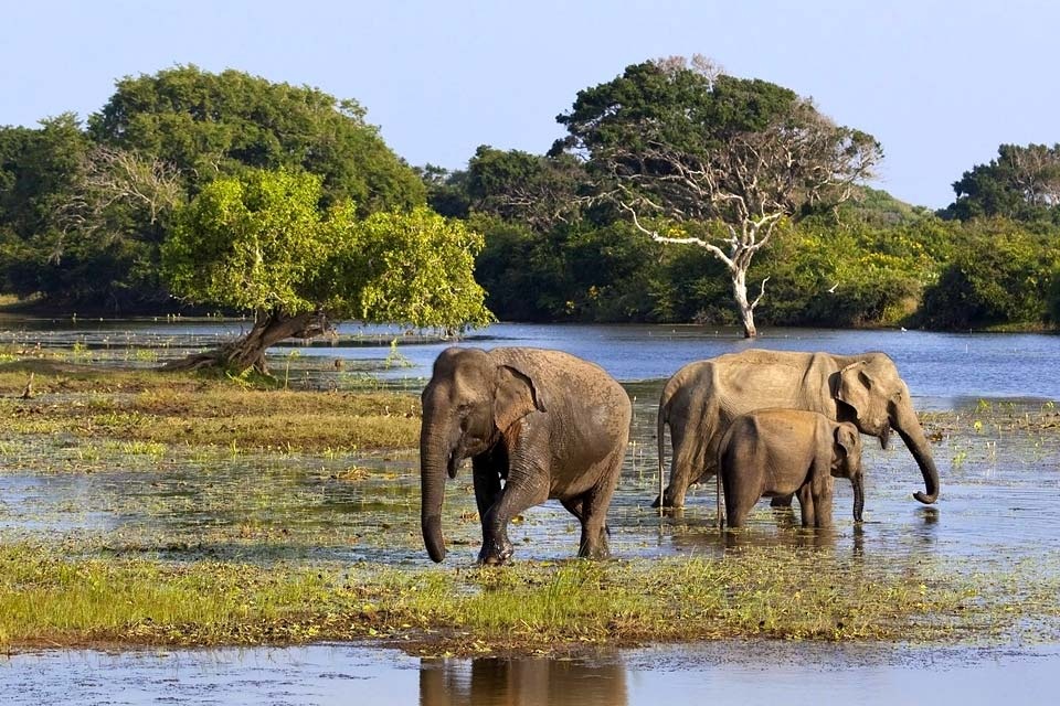Yala, Sri Lanka