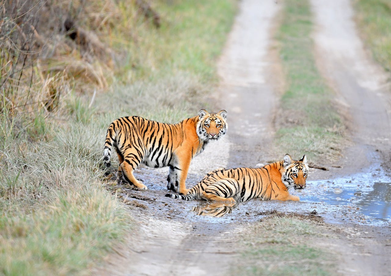 Sundarbans