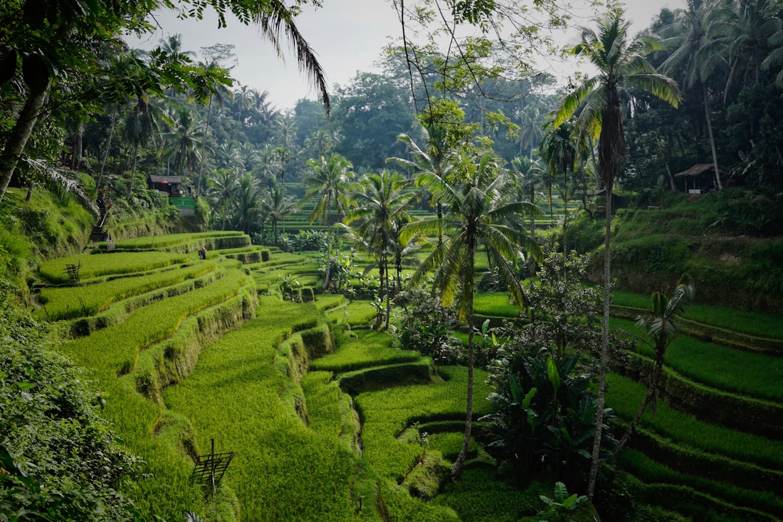 Bali — food and experiences