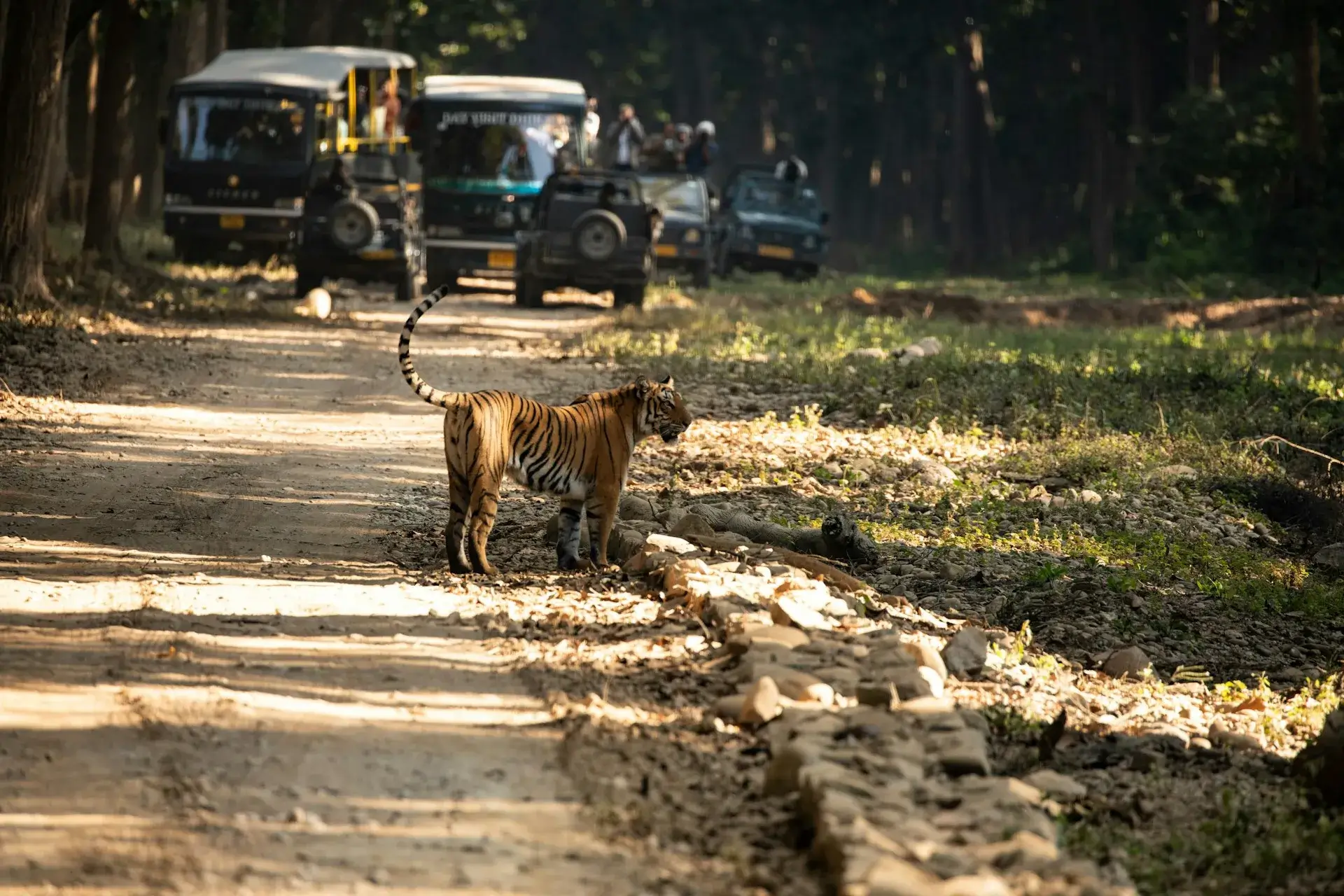 Wildlife & Jungle Safaris