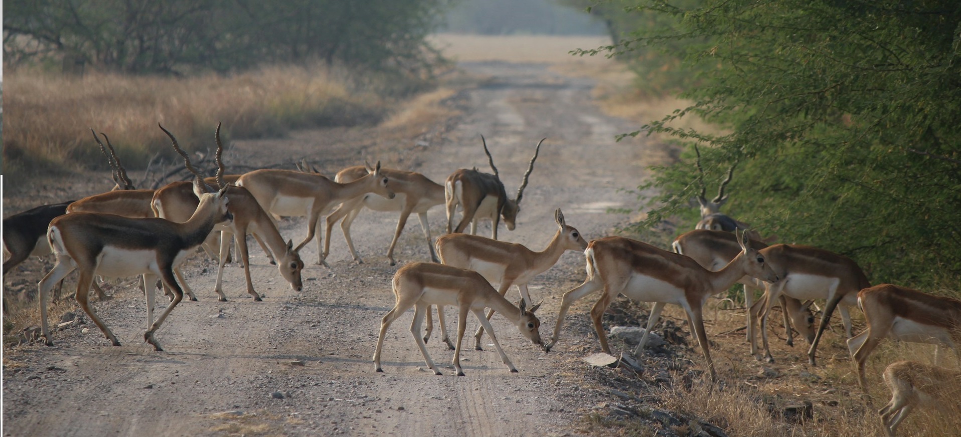 Wildlife