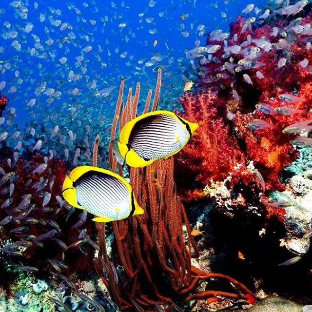 Andaman Scuba Diving