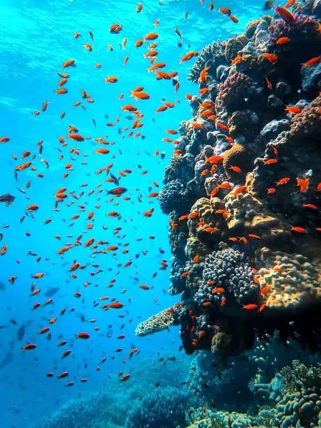 Andaman Scuba Diving