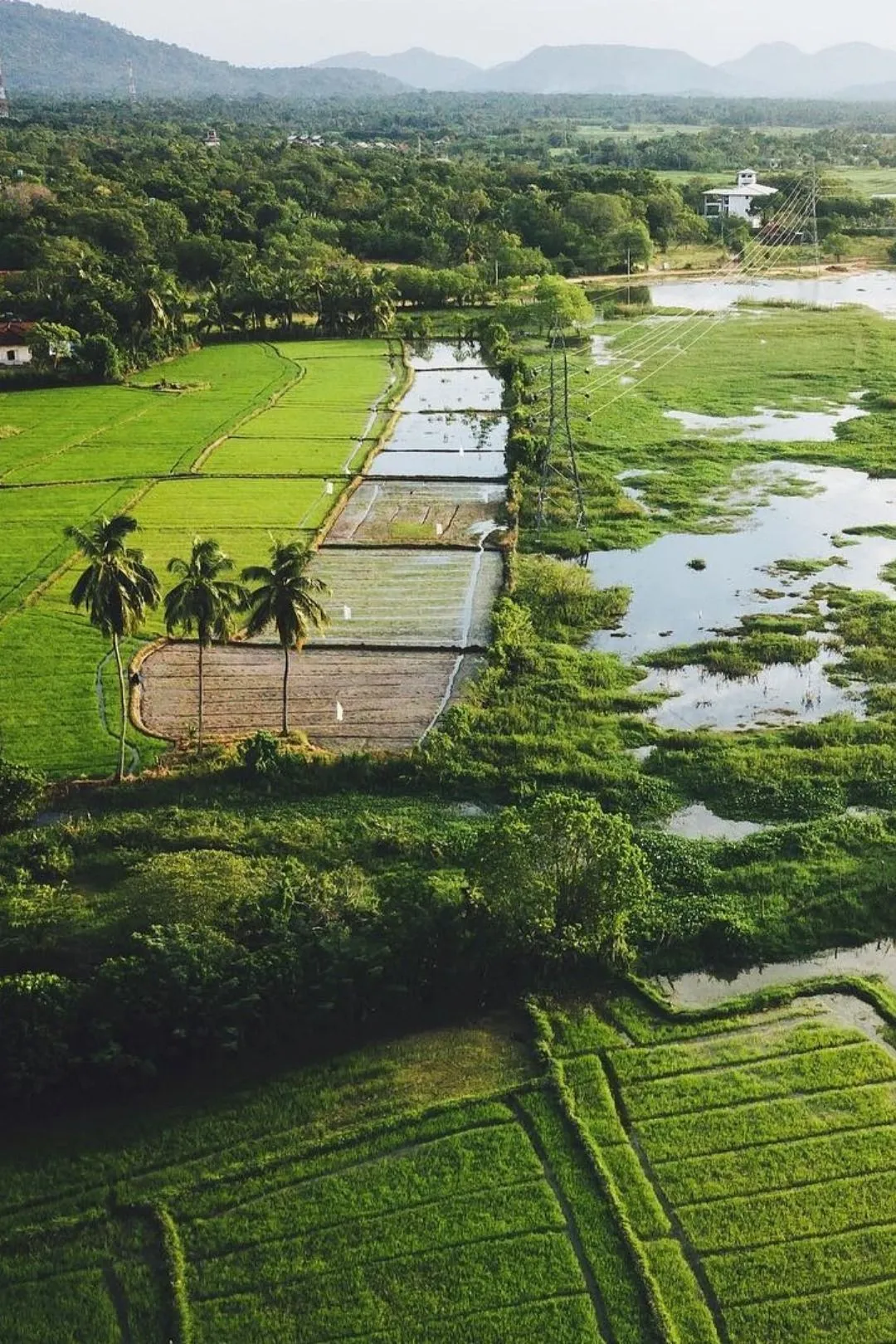 Alleppey Backwaters