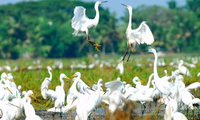 Alleppey