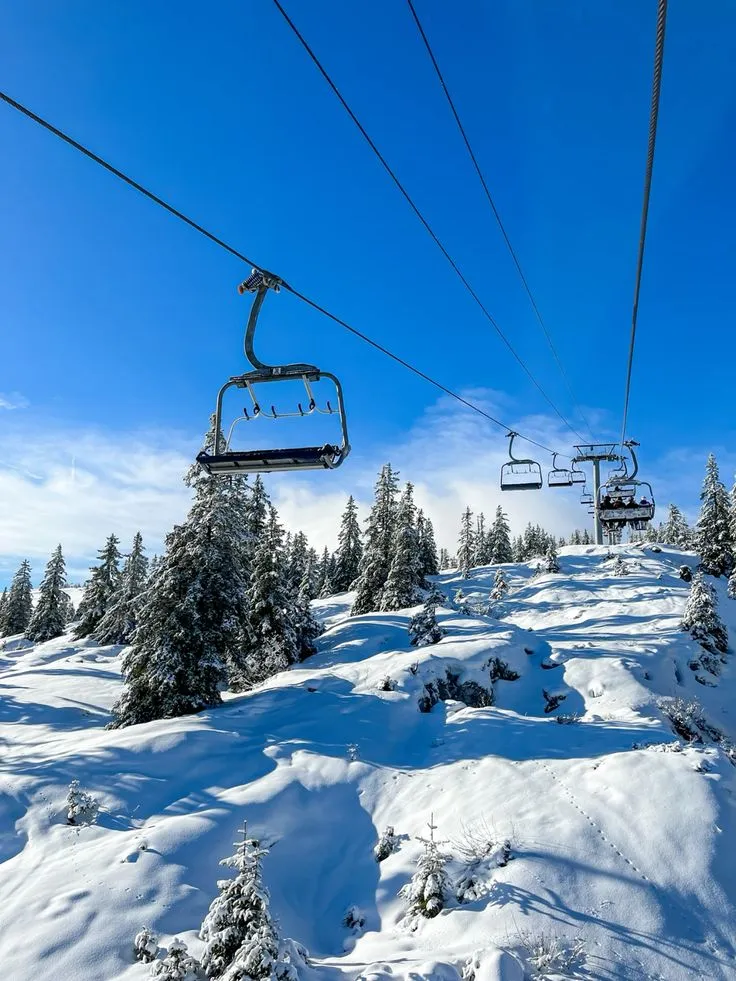 Auli