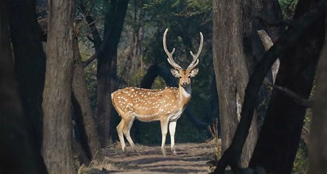 Bandhavgarh