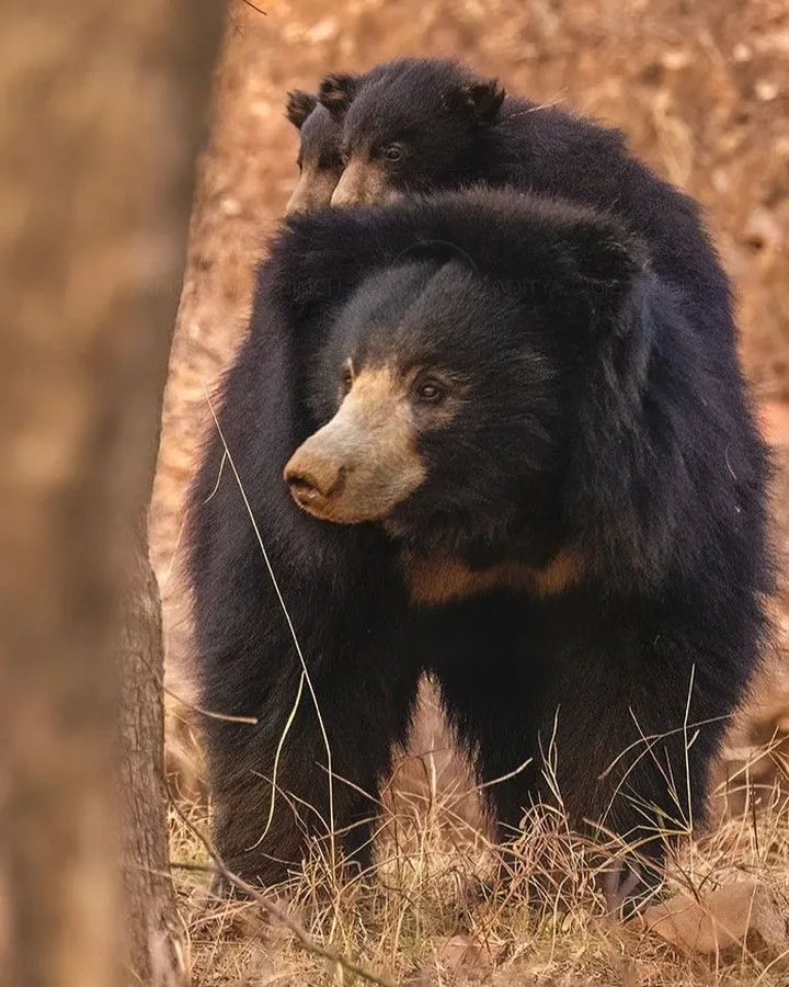 Bandhavgarh