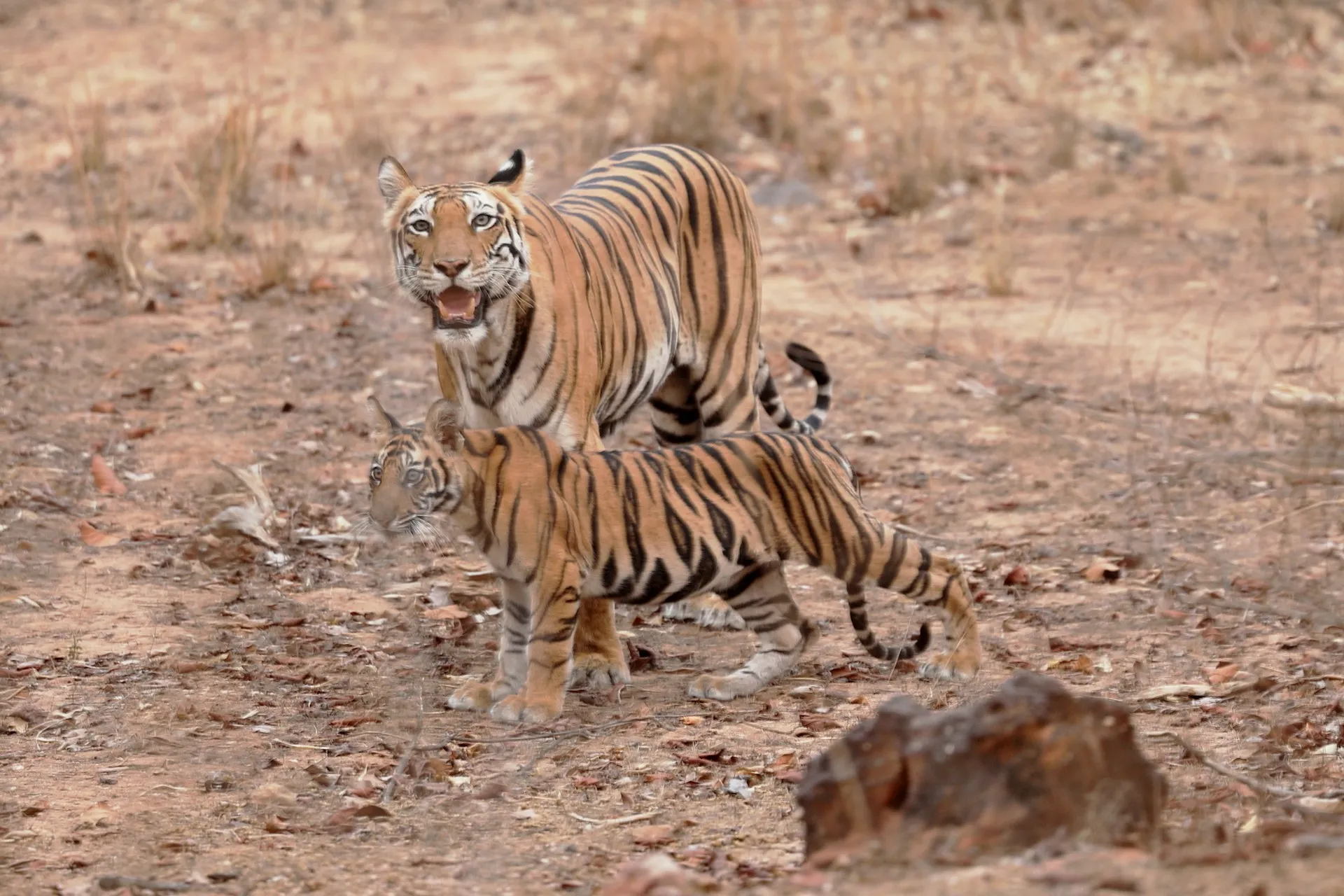Bandhavgarh