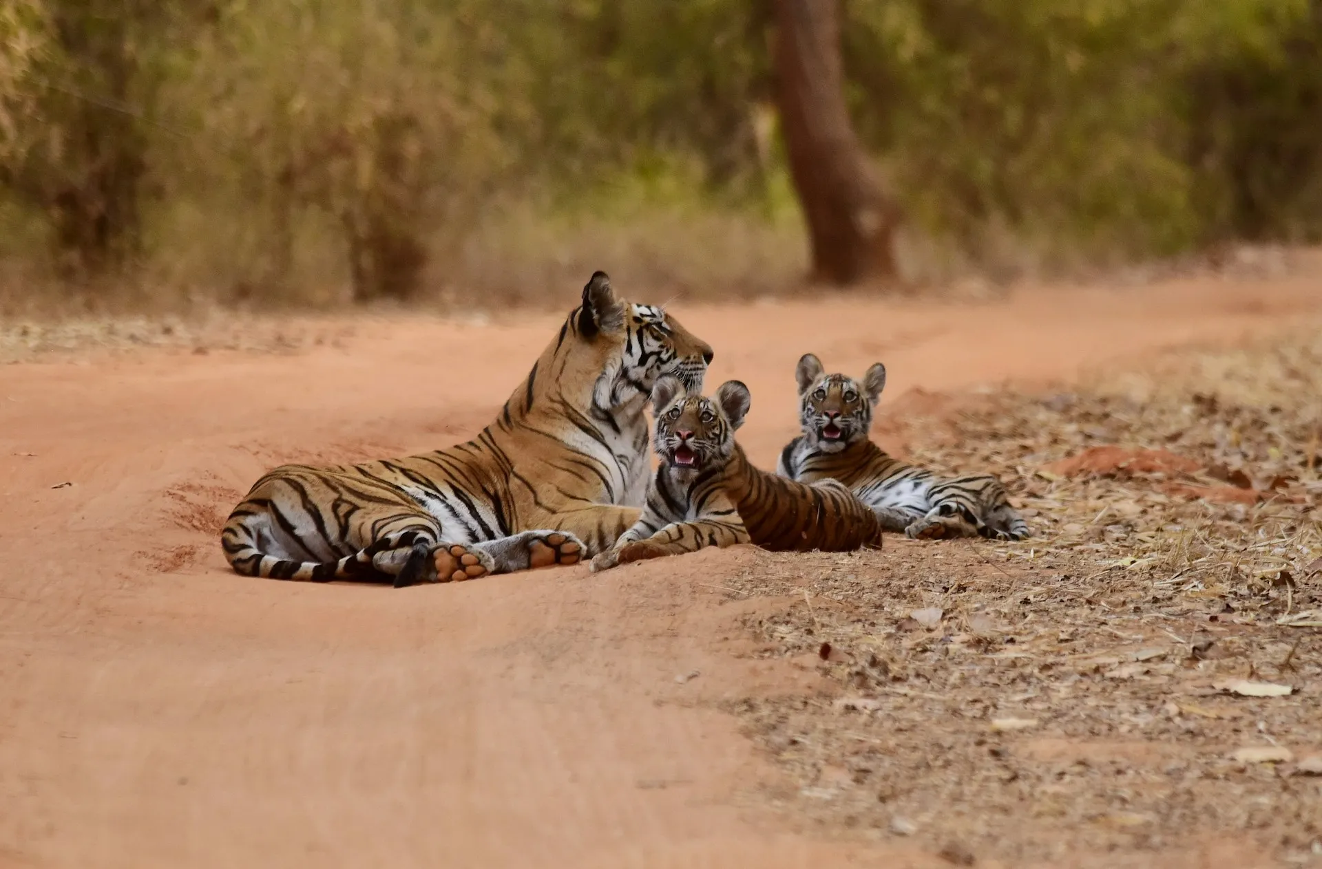Bandhavgarh