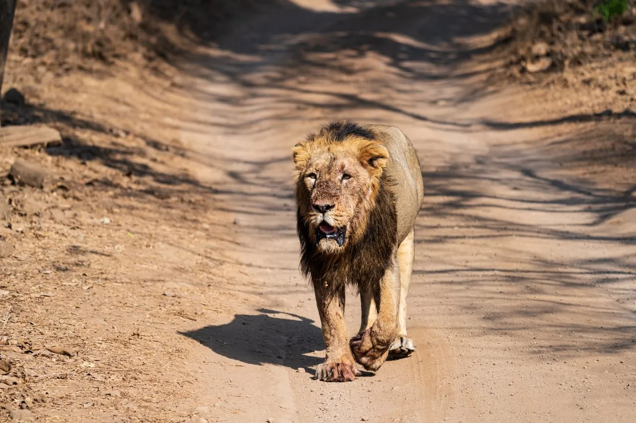 Gir National Park