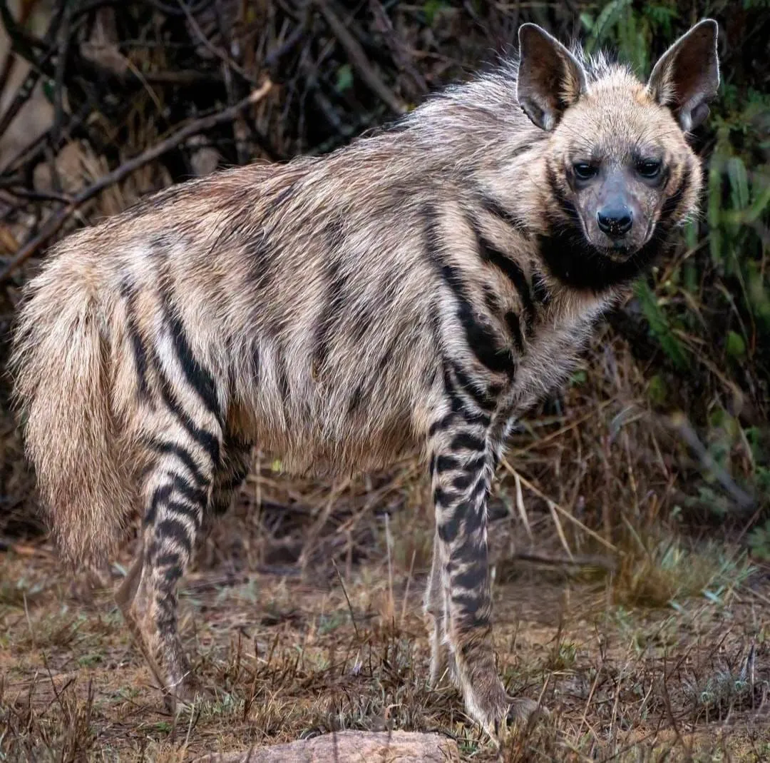Gir National Park