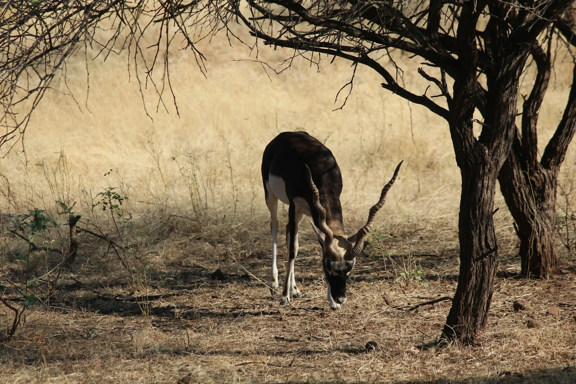 Gir National Park