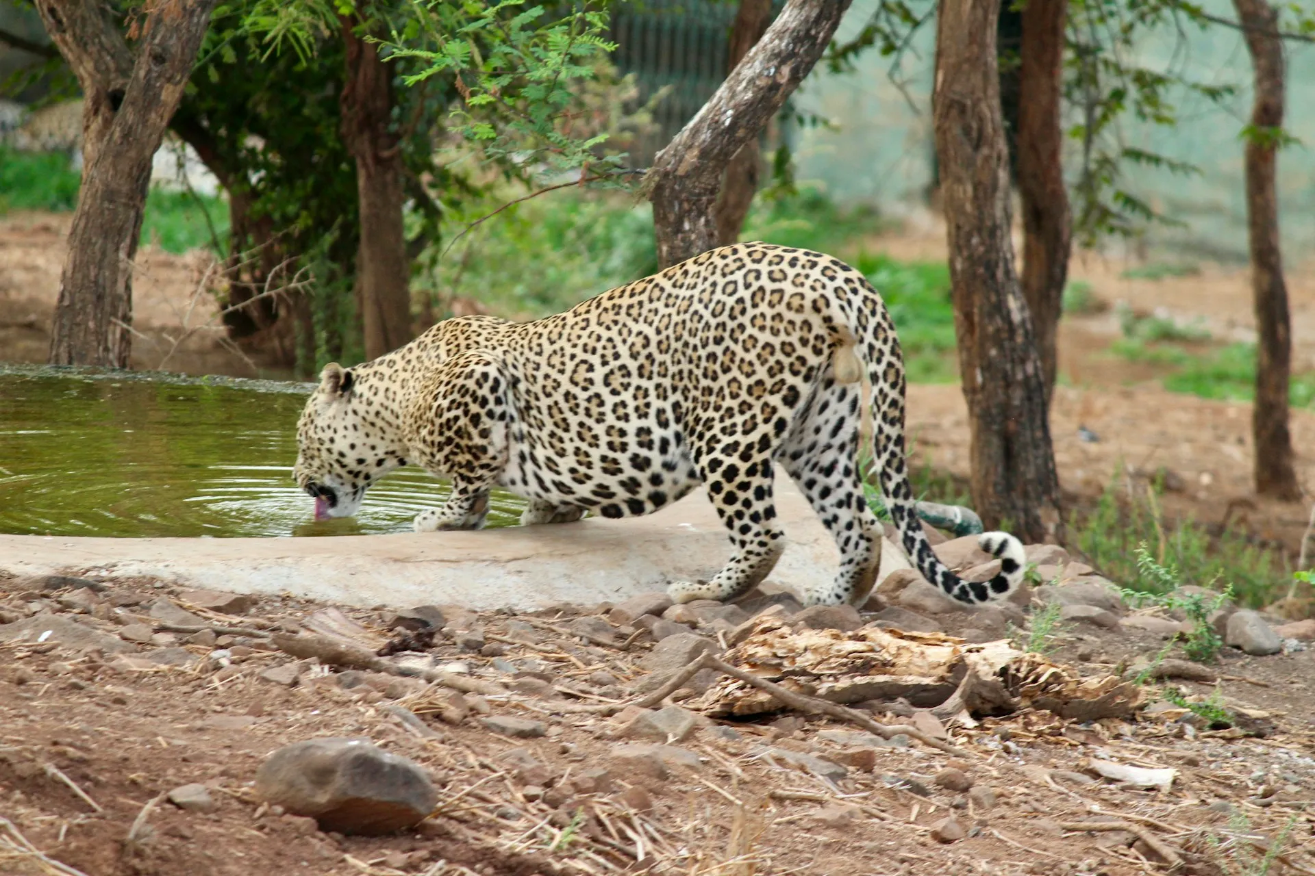 Gir National Park