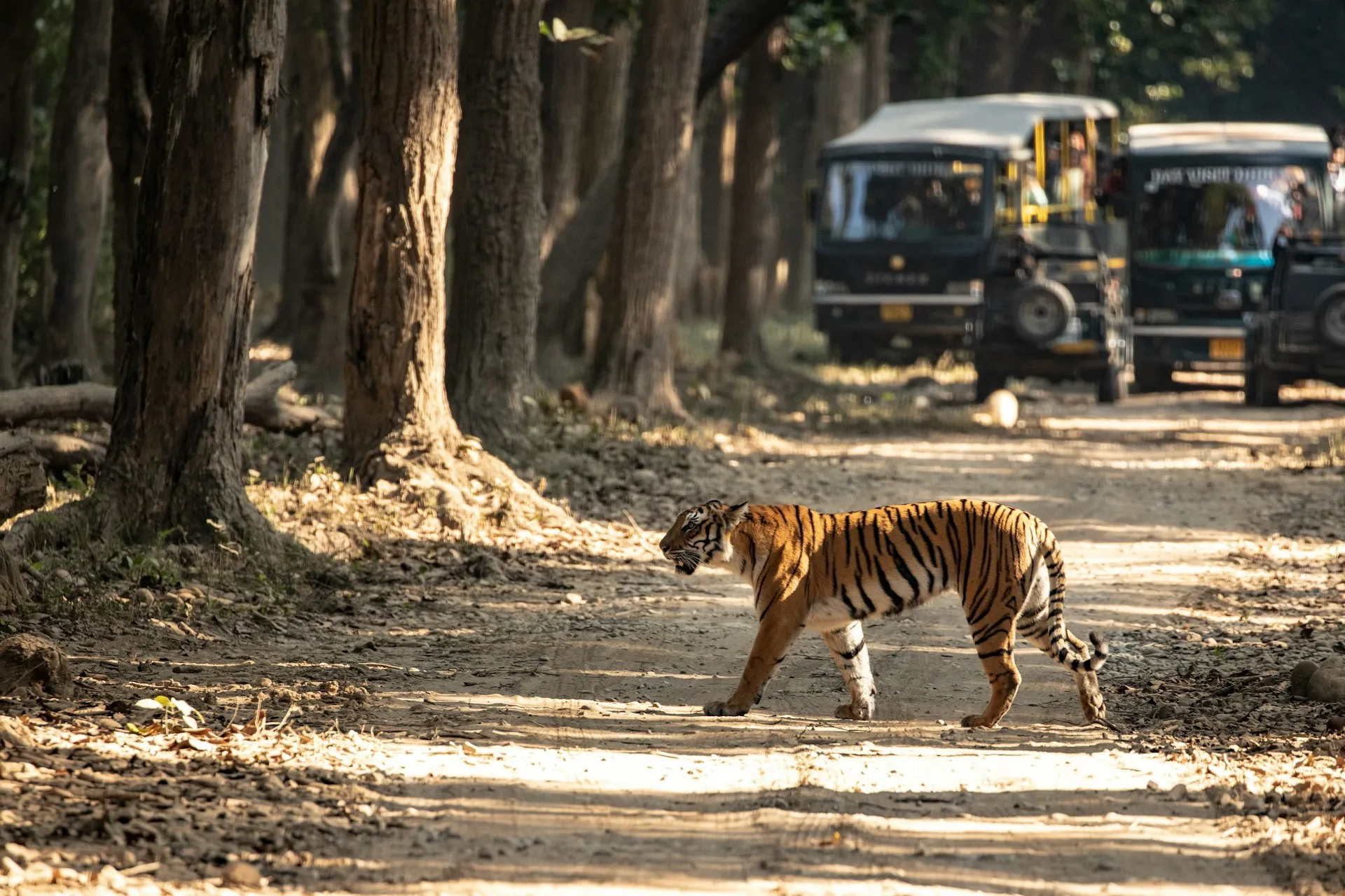 Jim Corbett