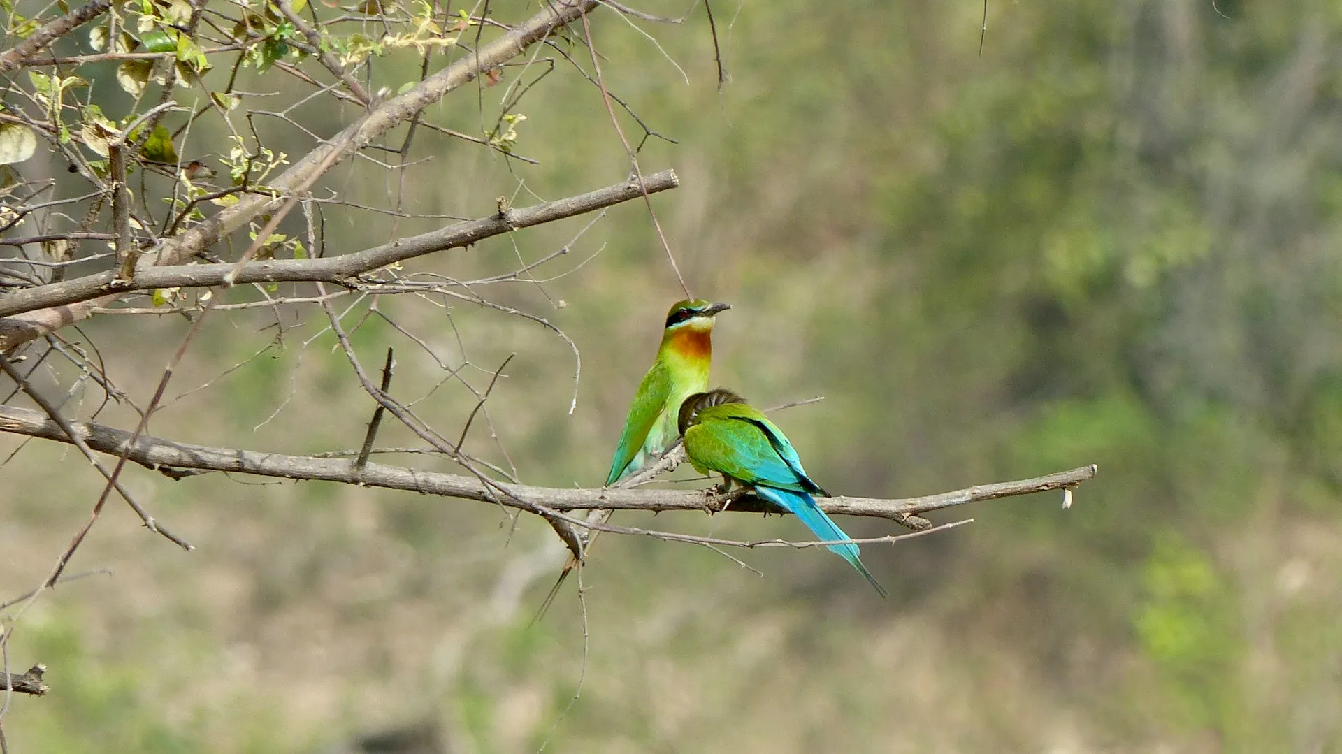 Jim Corbett
