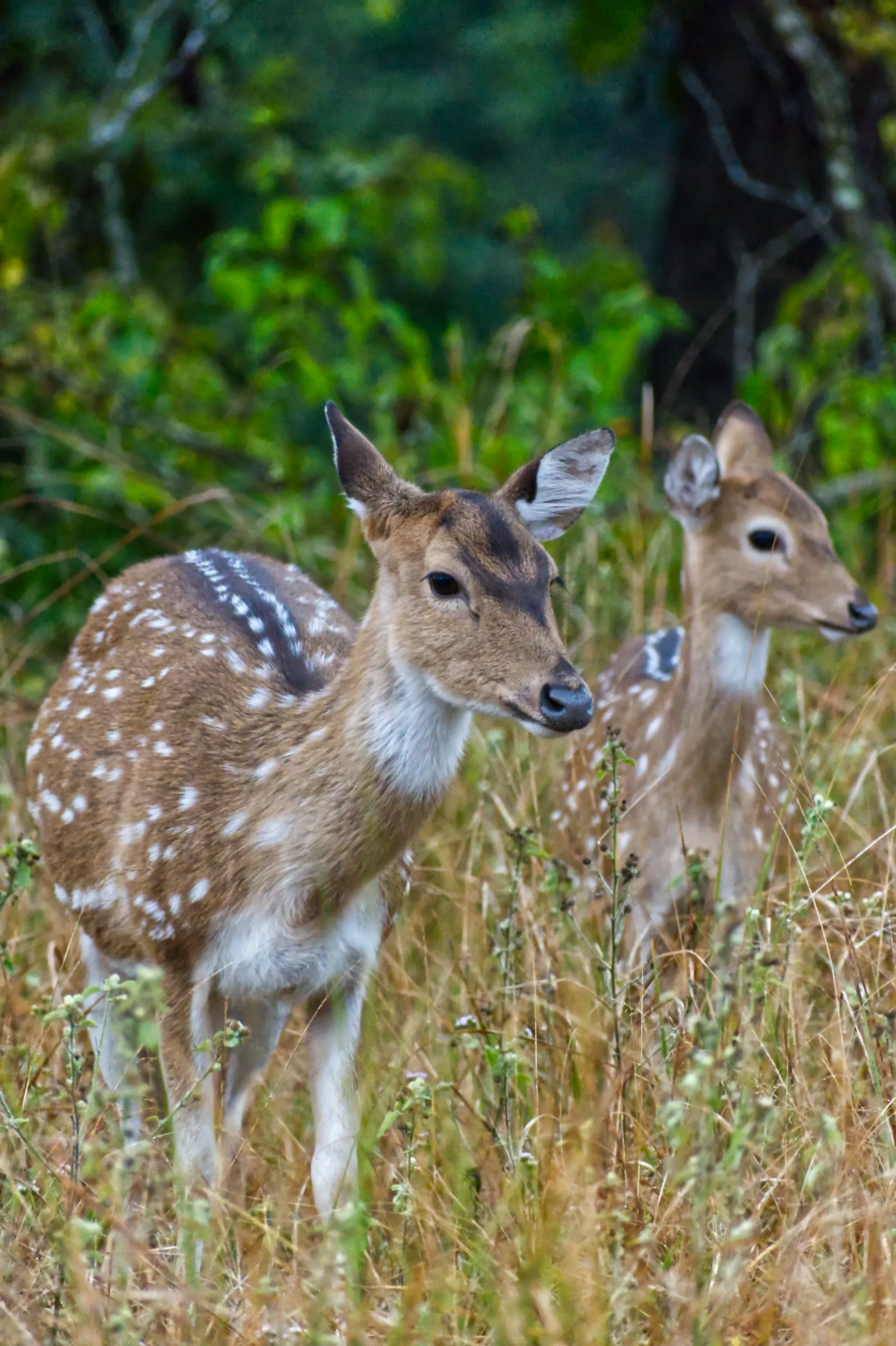 Jim Corbett