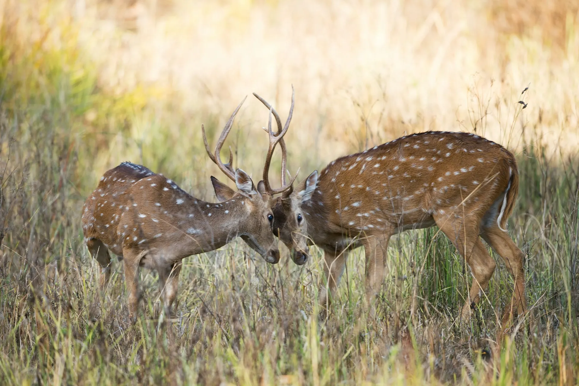 Kanha
