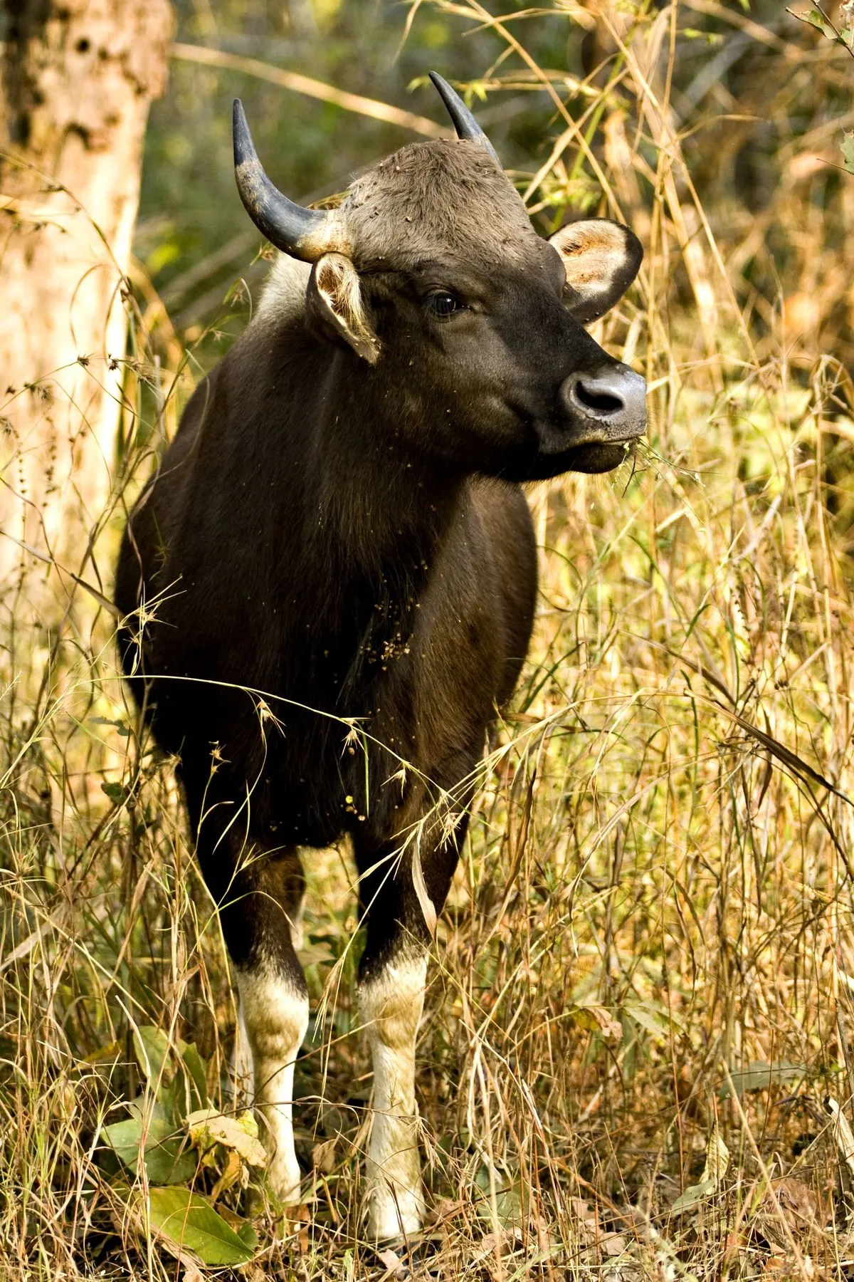 Kanha