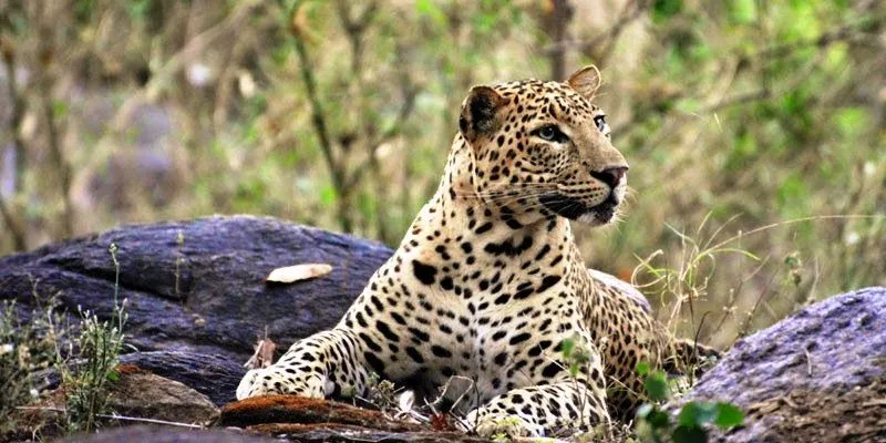 Kanha