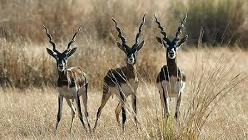 Kanha