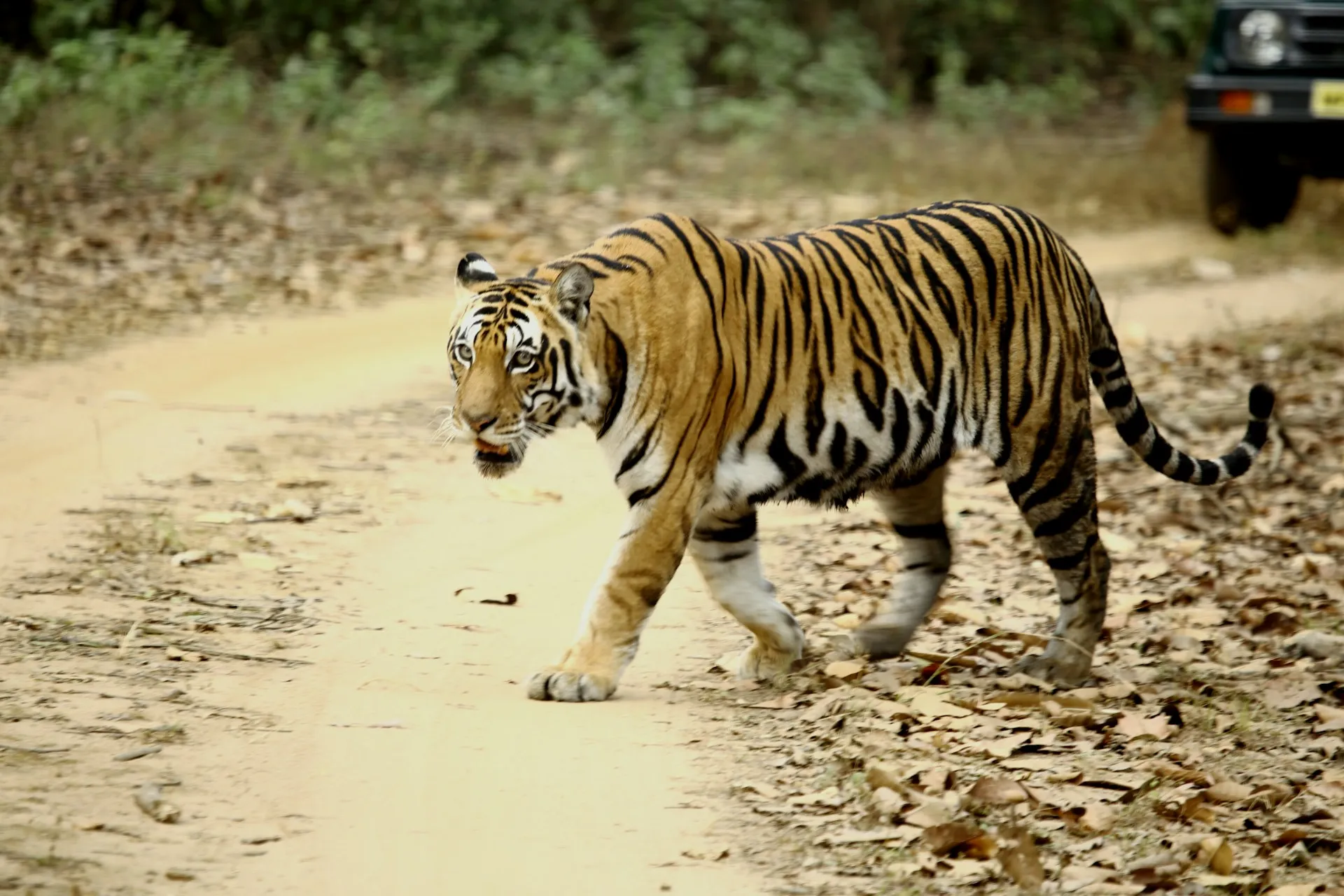 Kanha