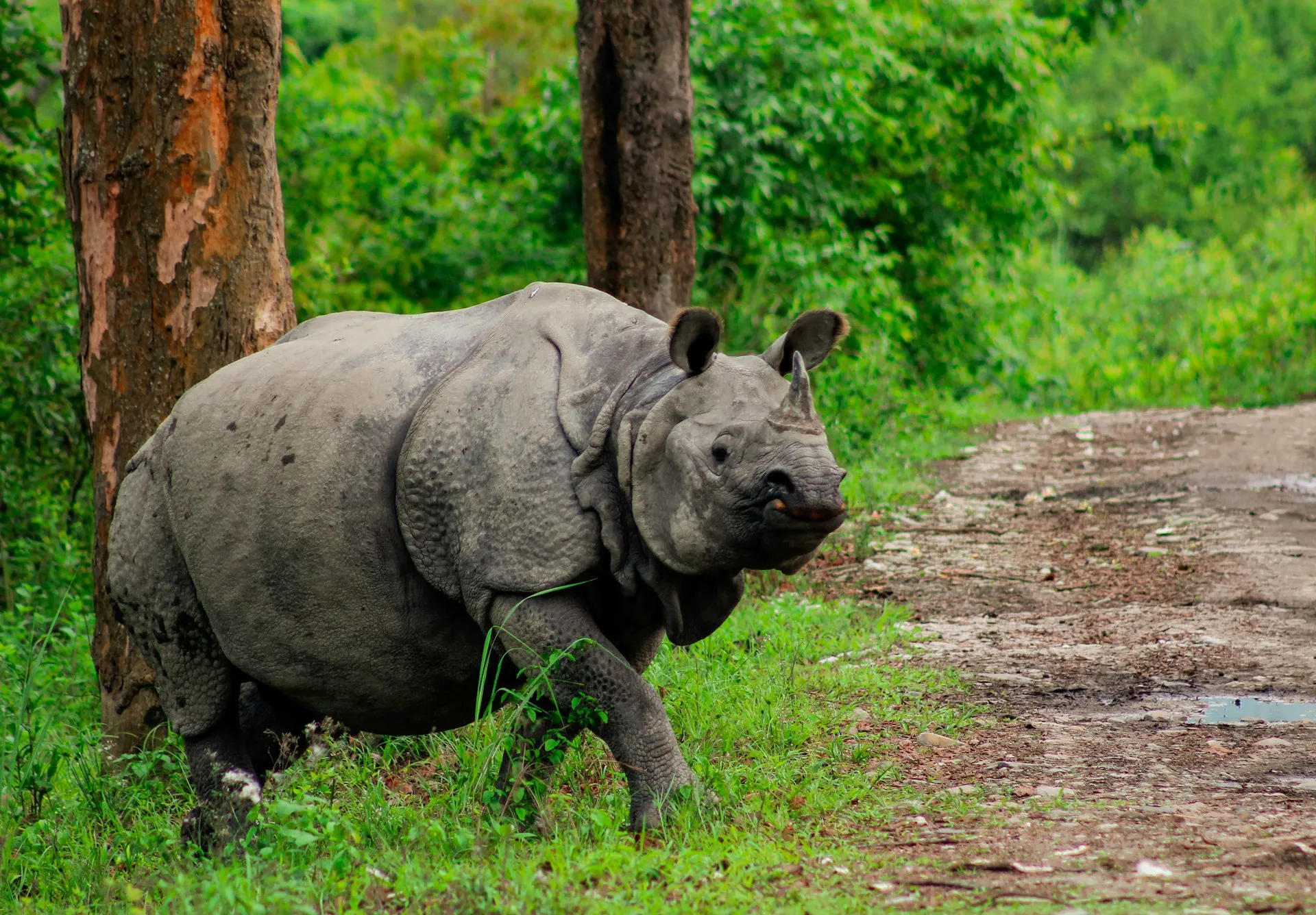 Kaziranga