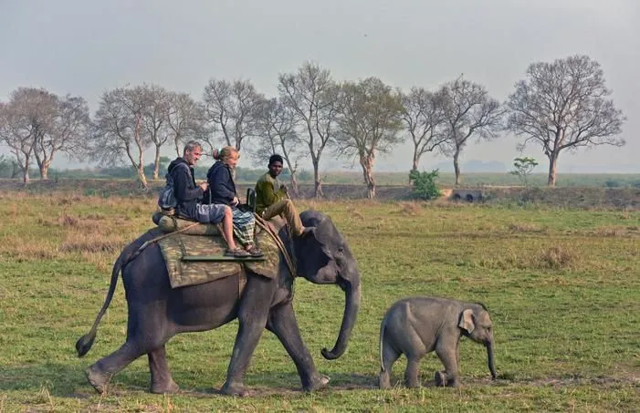 Kaziranga