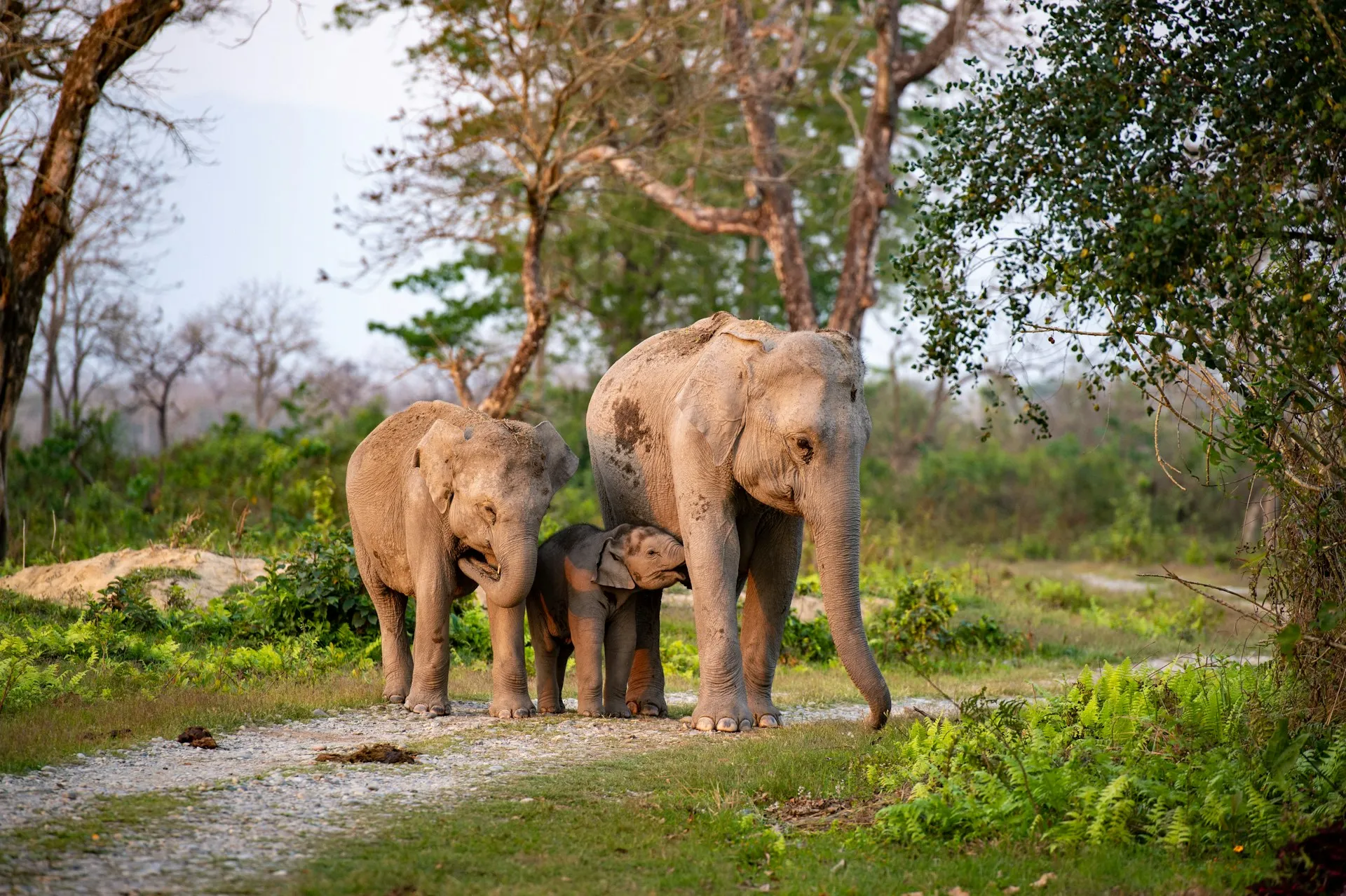 Kaziranga