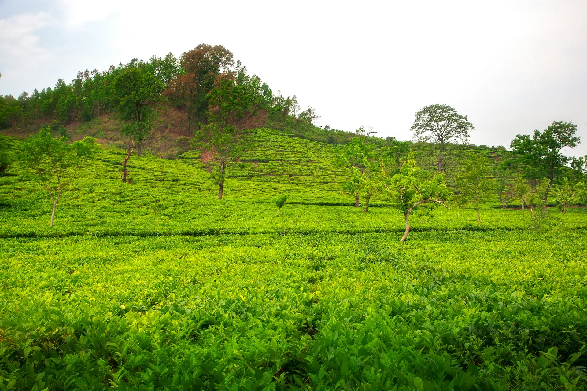 Kaziranga