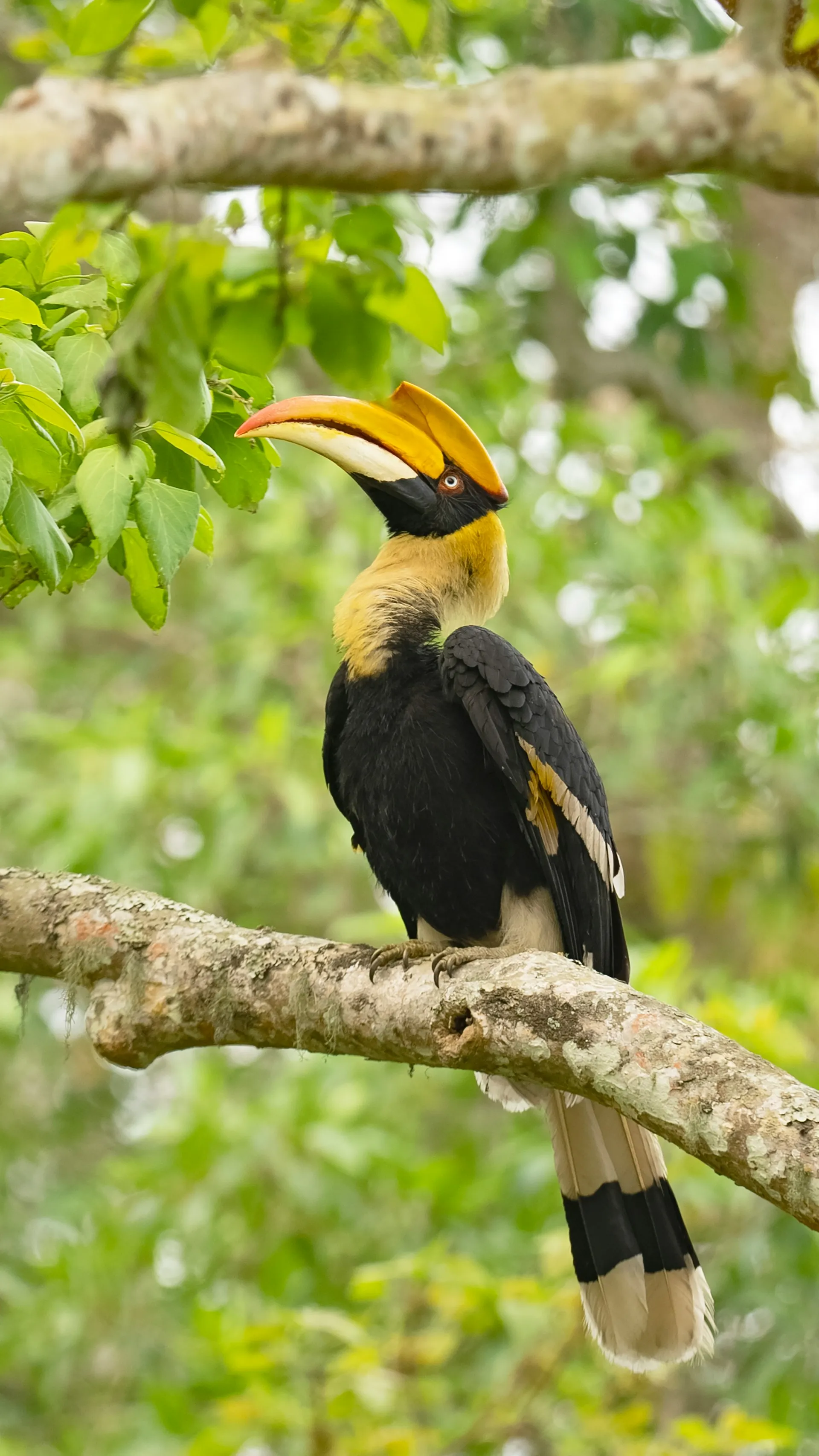 Kaziranga