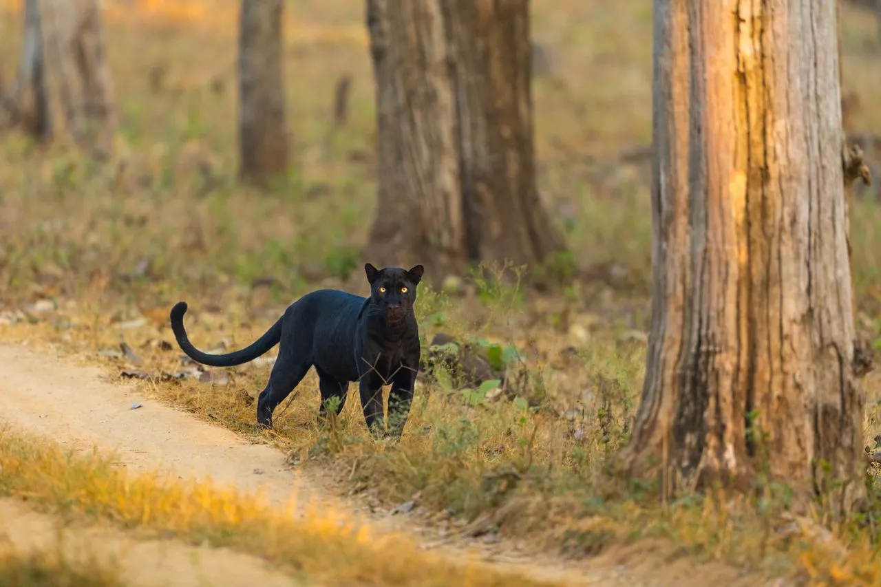 Nagarhole