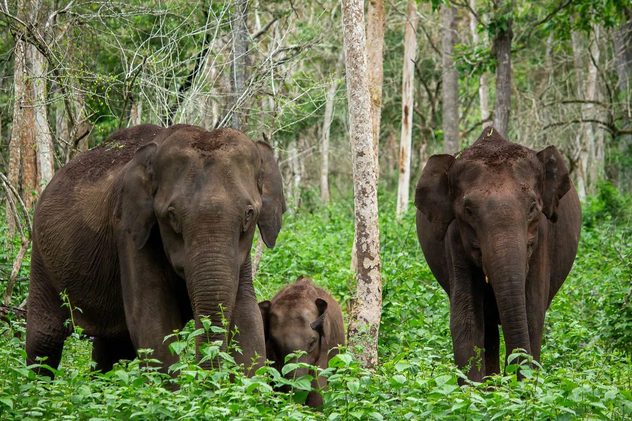 Nagarhole