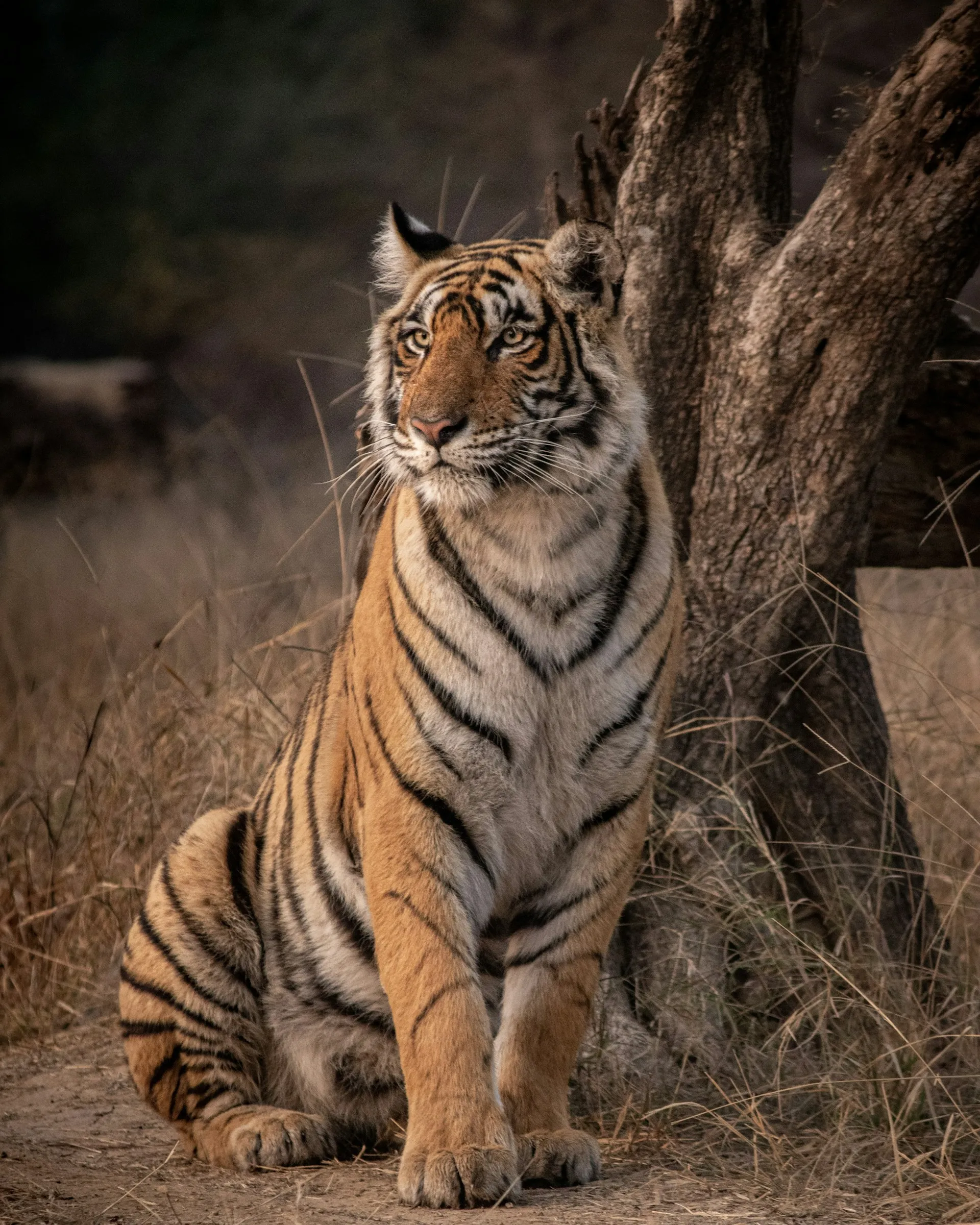Nagarhole