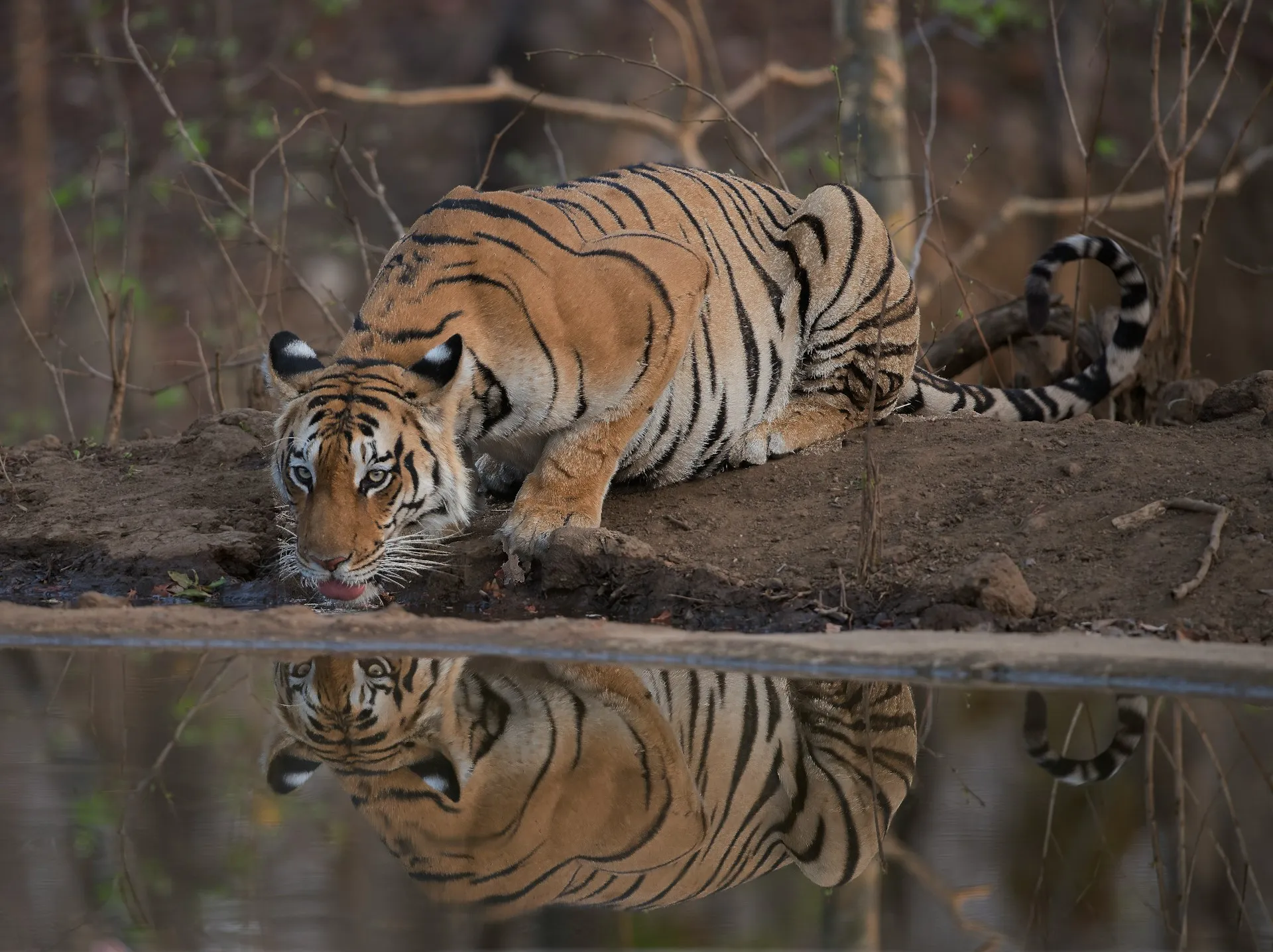 Pench