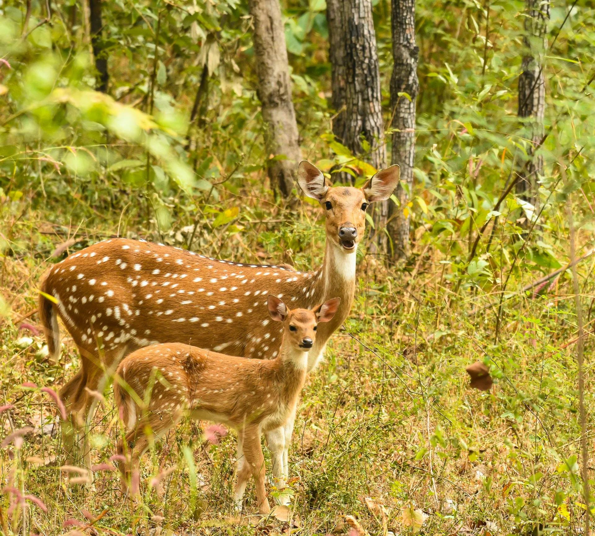 Pench