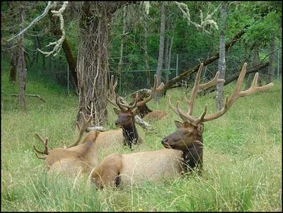 Pench