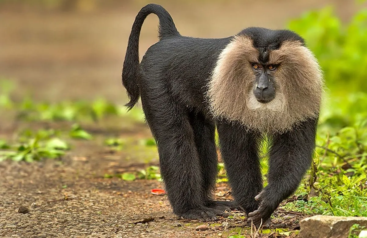 Periyar
