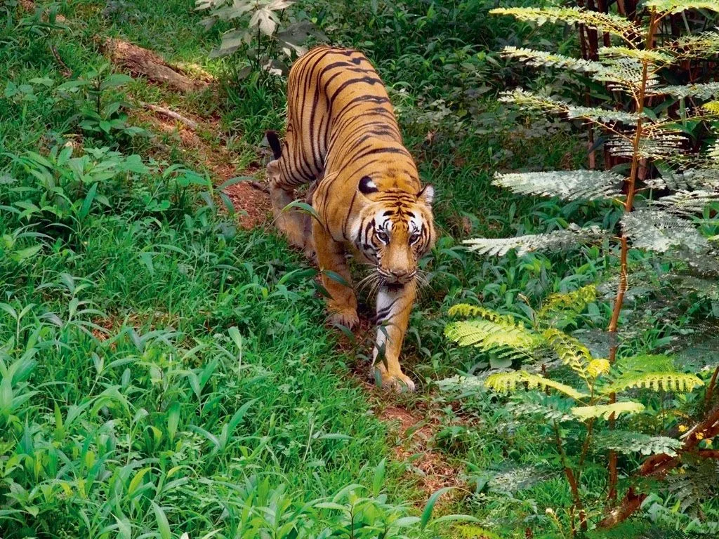 Periyar