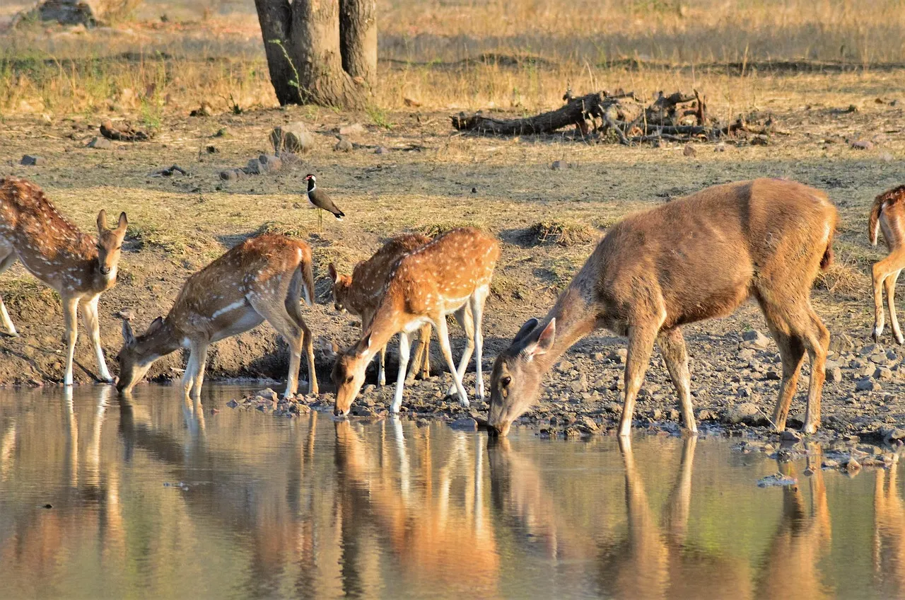 Ranthambore