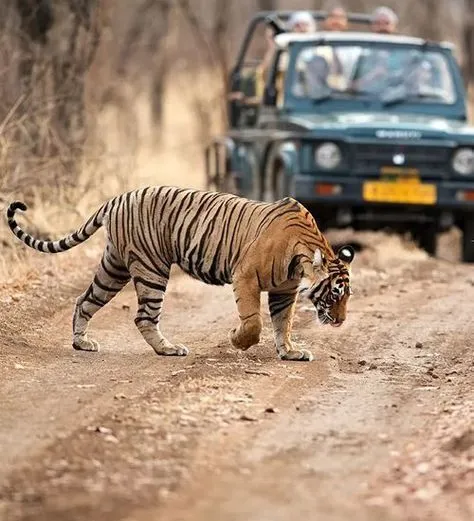 Ranthambore