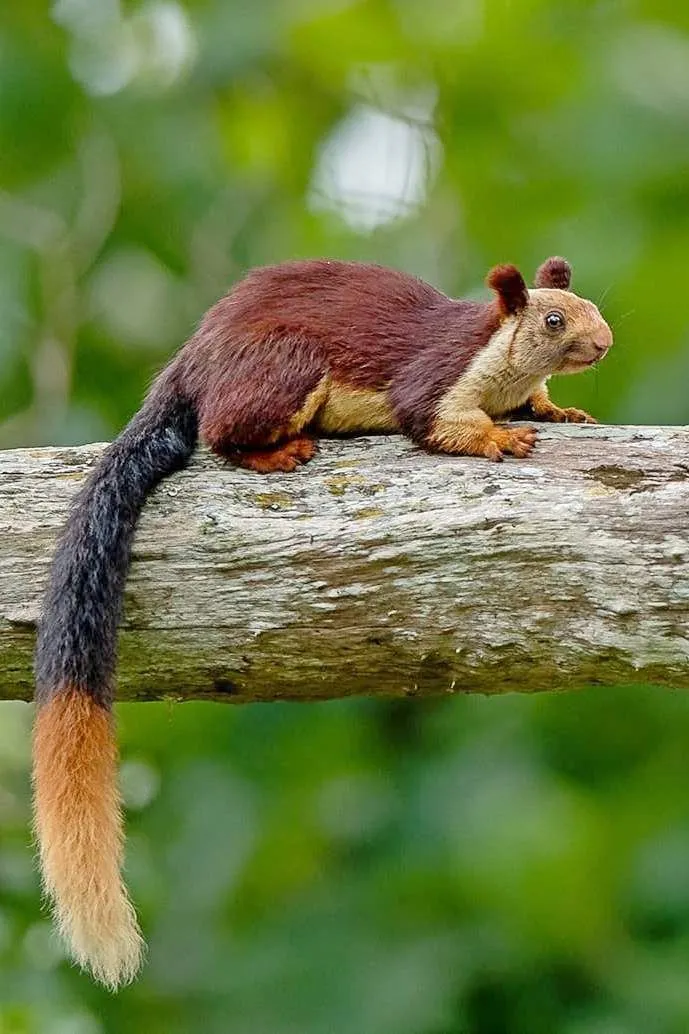 Satpura