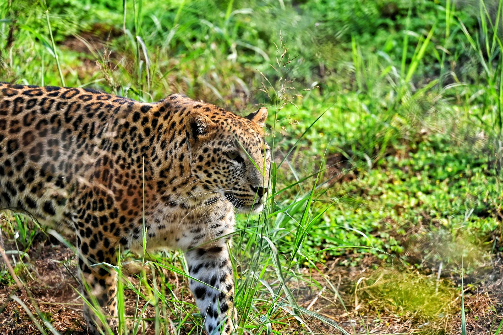 Satpura — Walking Safari Country