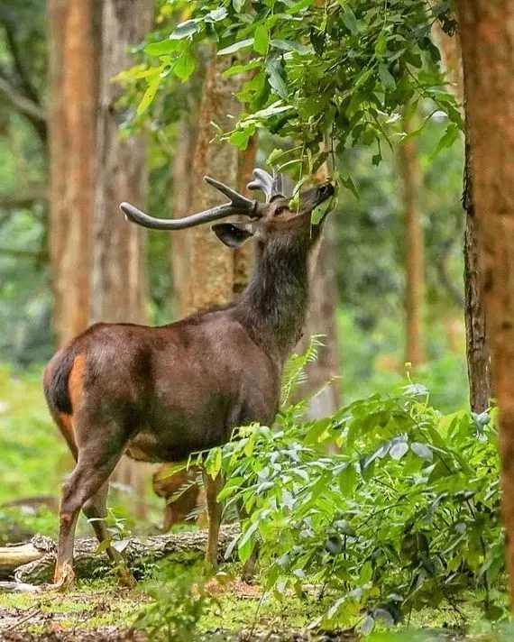 Satpura