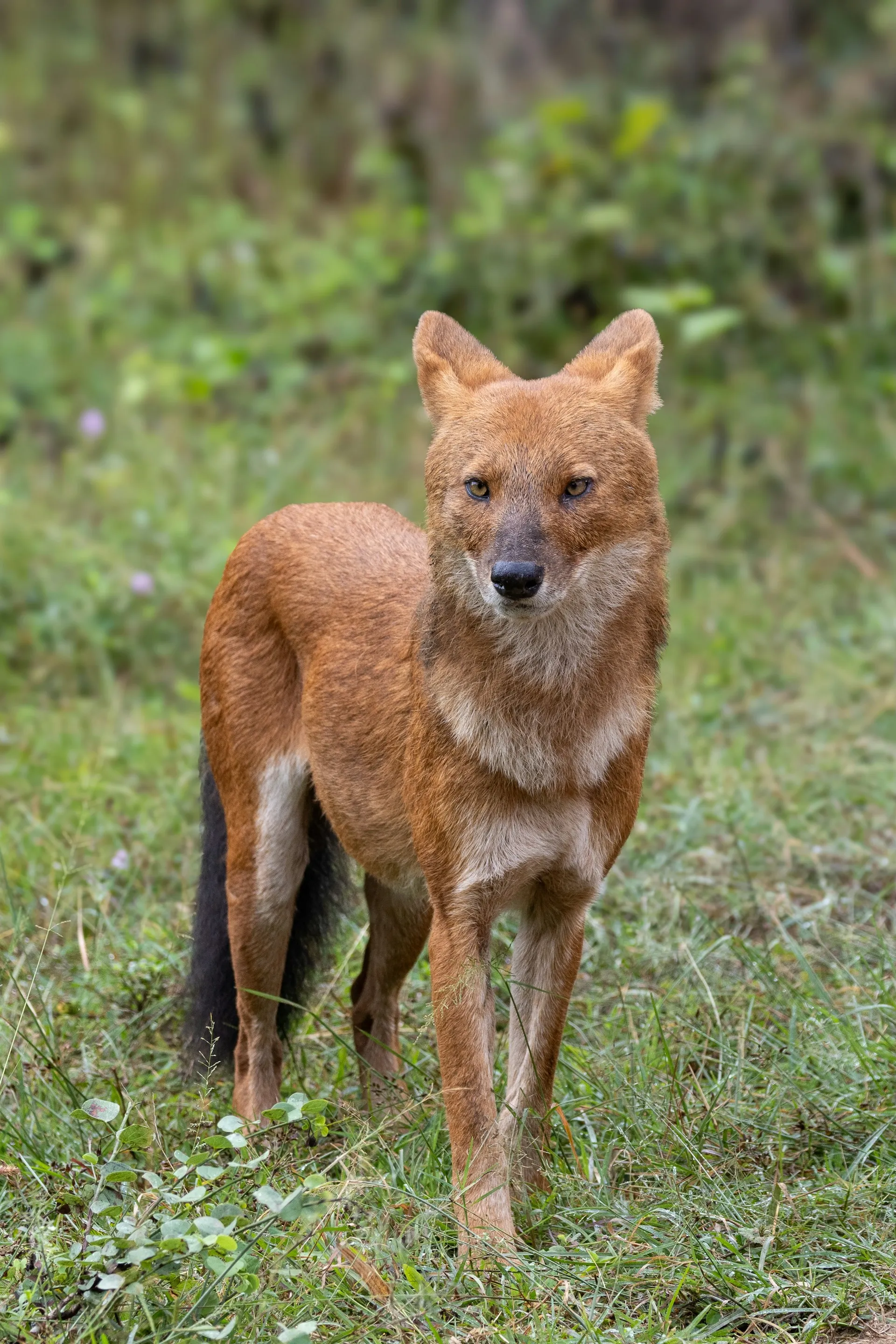 Satpura