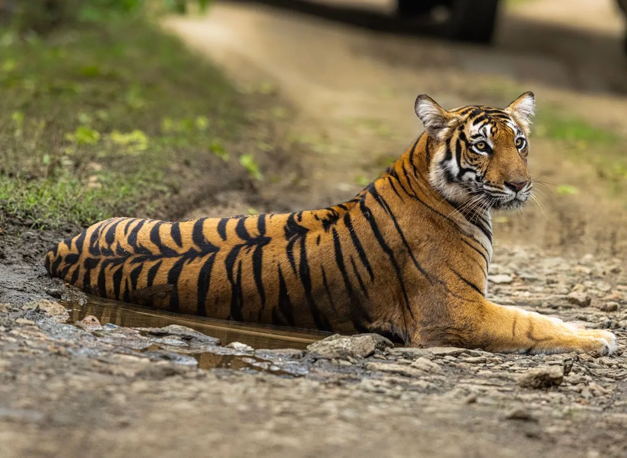 Sundarbans