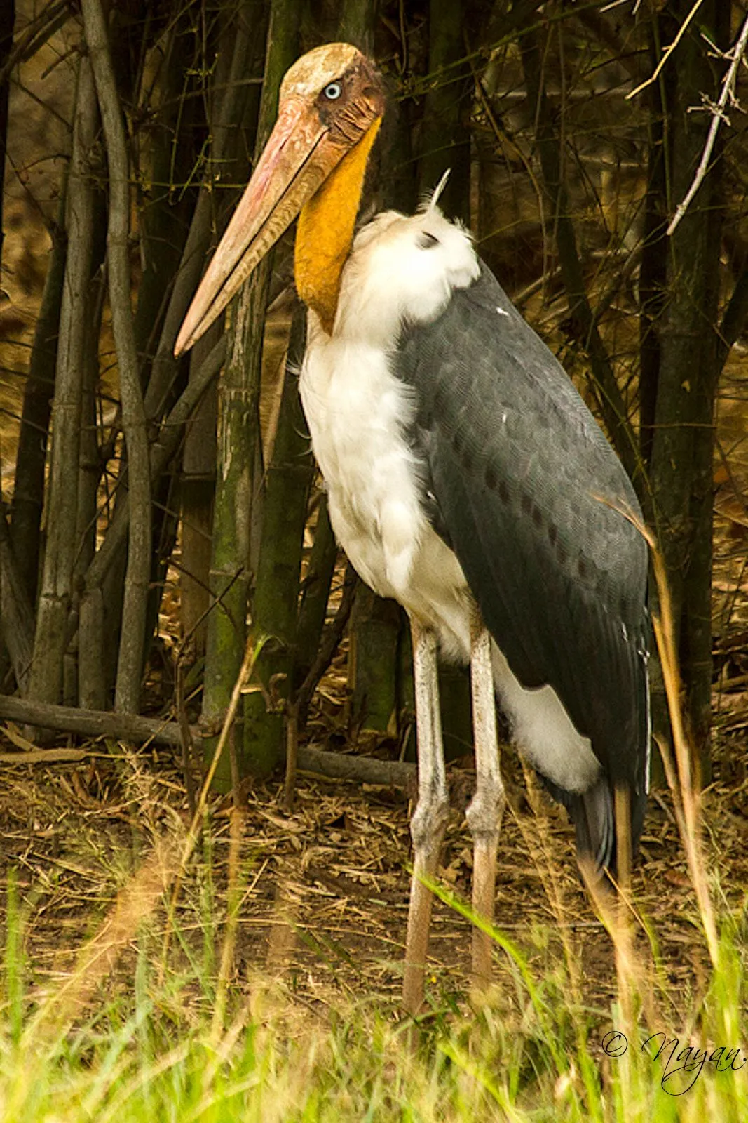 Sundarbans
